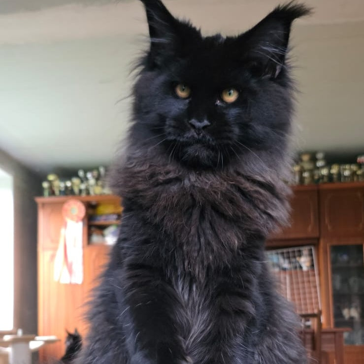 Eddi Maine Coon male, black