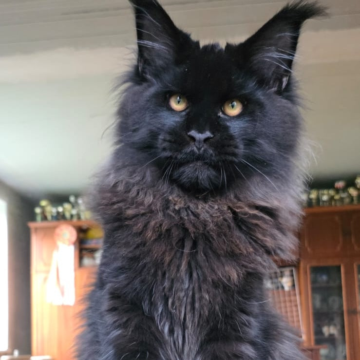 Eddi Maine Coon male, black