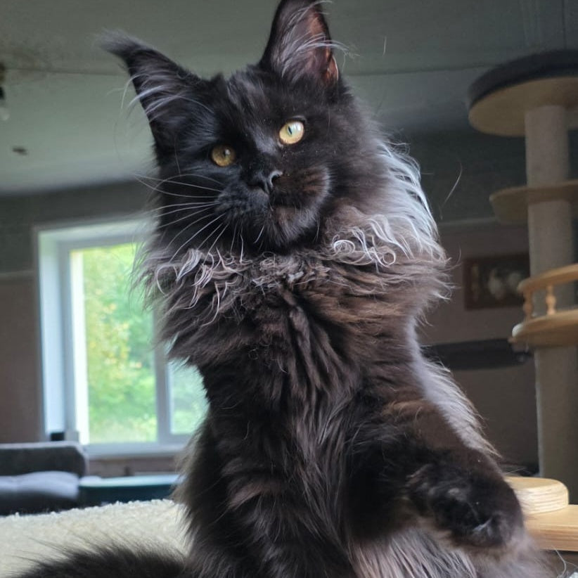 Elba Maine Coon female, black