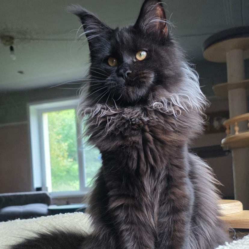 Elba Maine Coon female, black