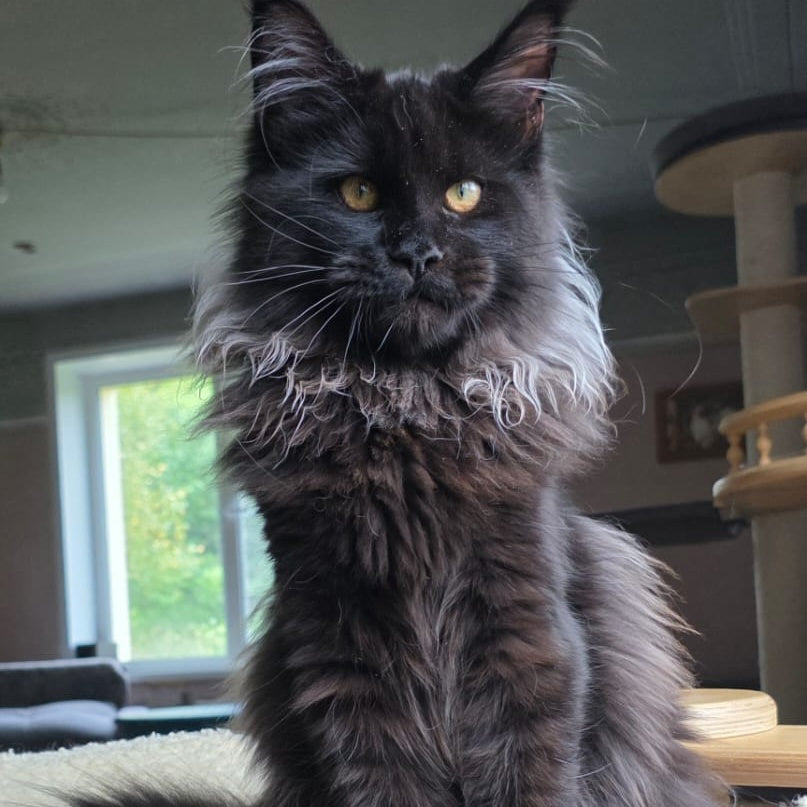 Elba Maine Coon female, black