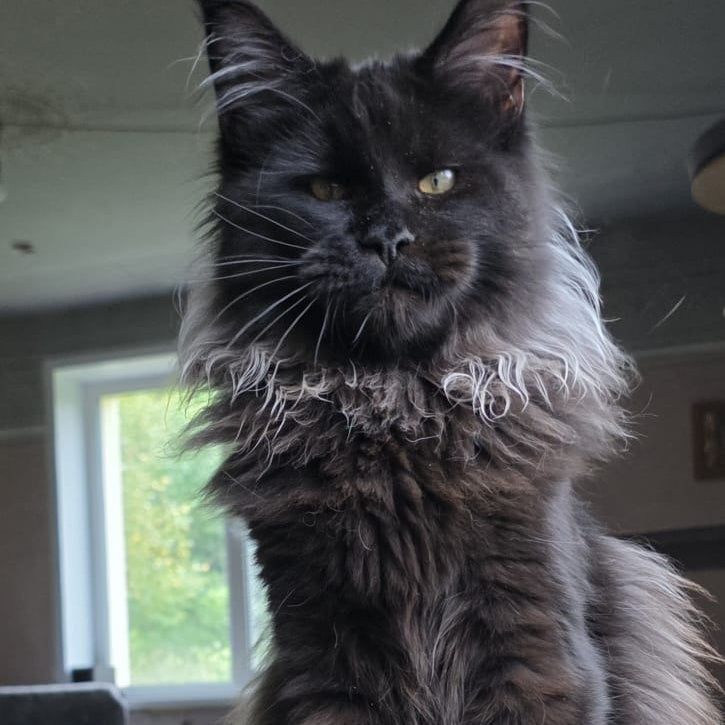 Elba Maine Coon female, black