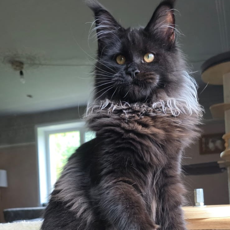 Elba Maine Coon female, black