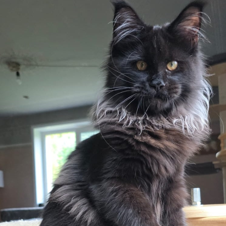 Elba Maine Coon female, black
