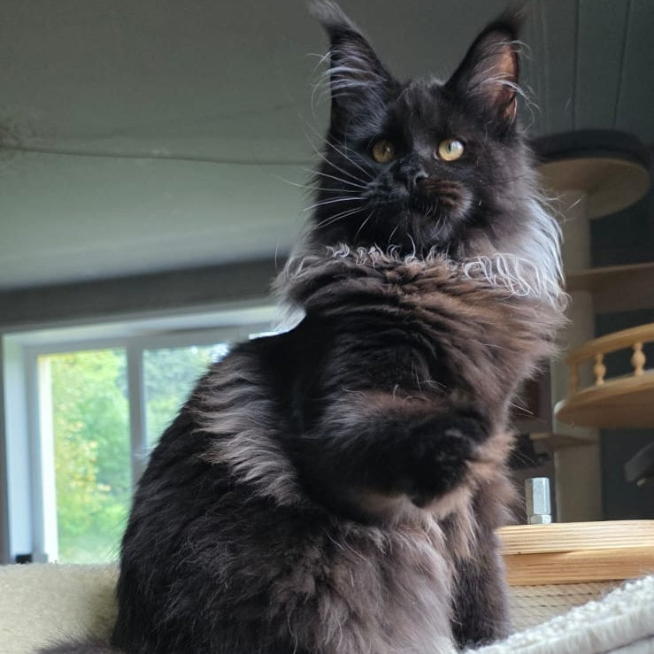 Elba Maine Coon female, black