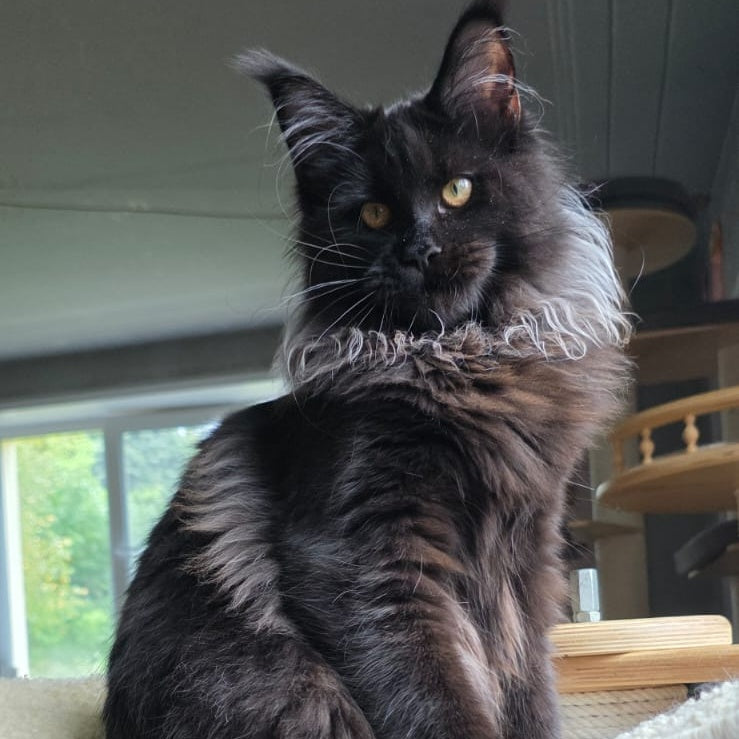 Elba Maine Coon female, black