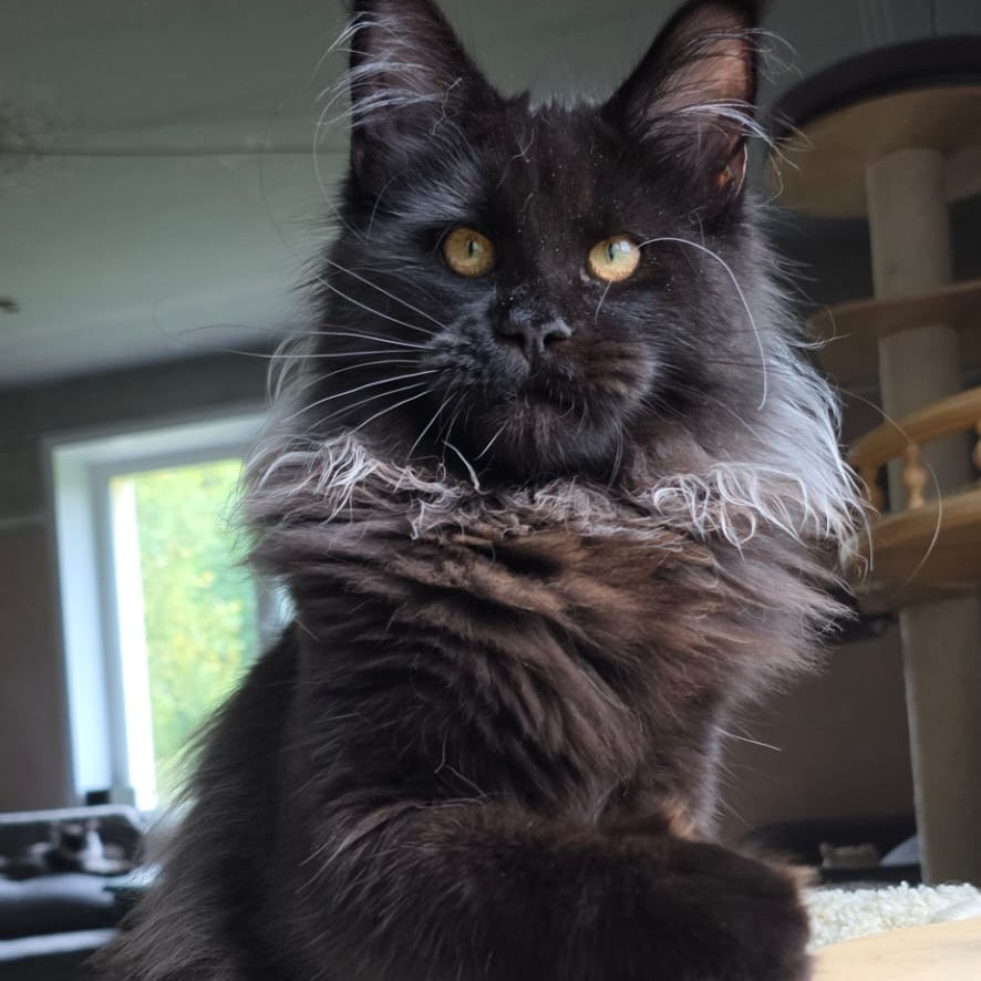 Elba Maine Coon female, black