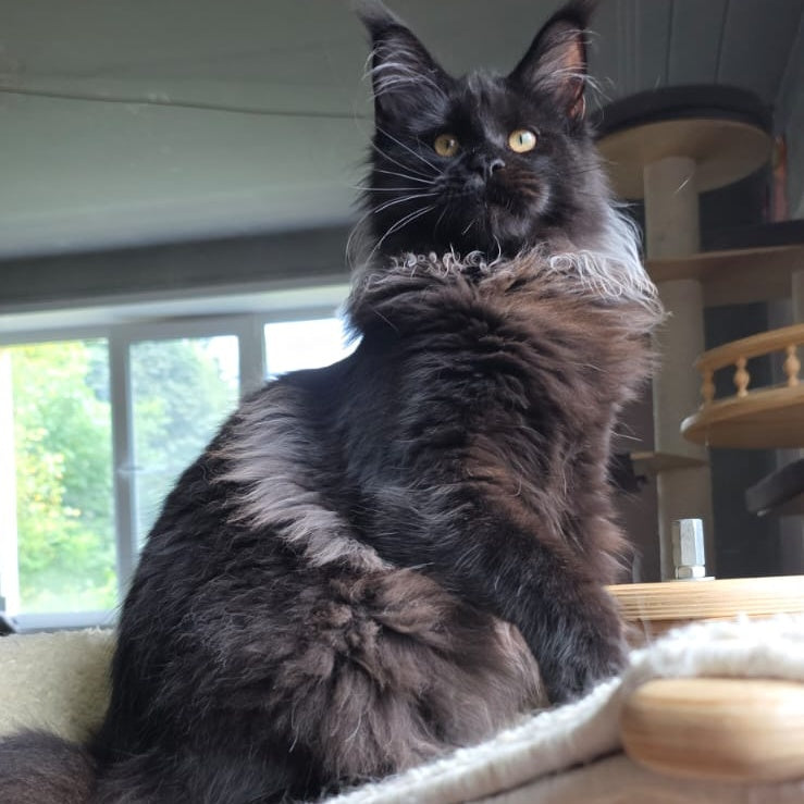 Elba Maine Coon female, black