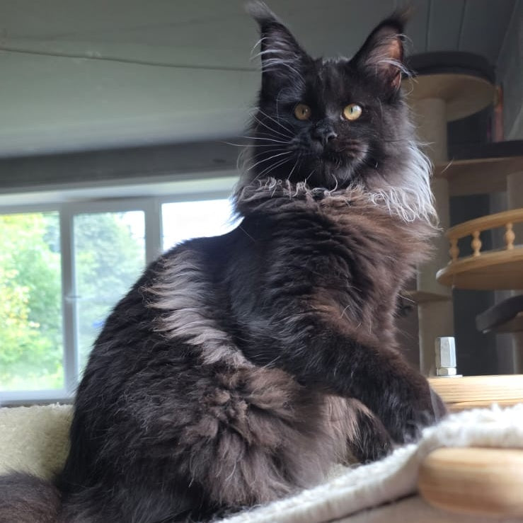 Elba Maine Coon female, black