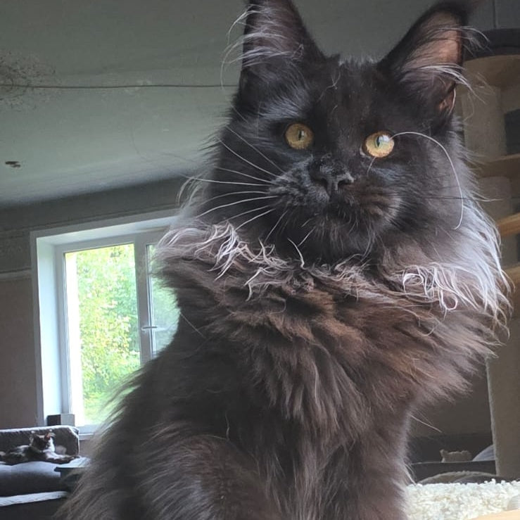 Elba Maine Coon female, black