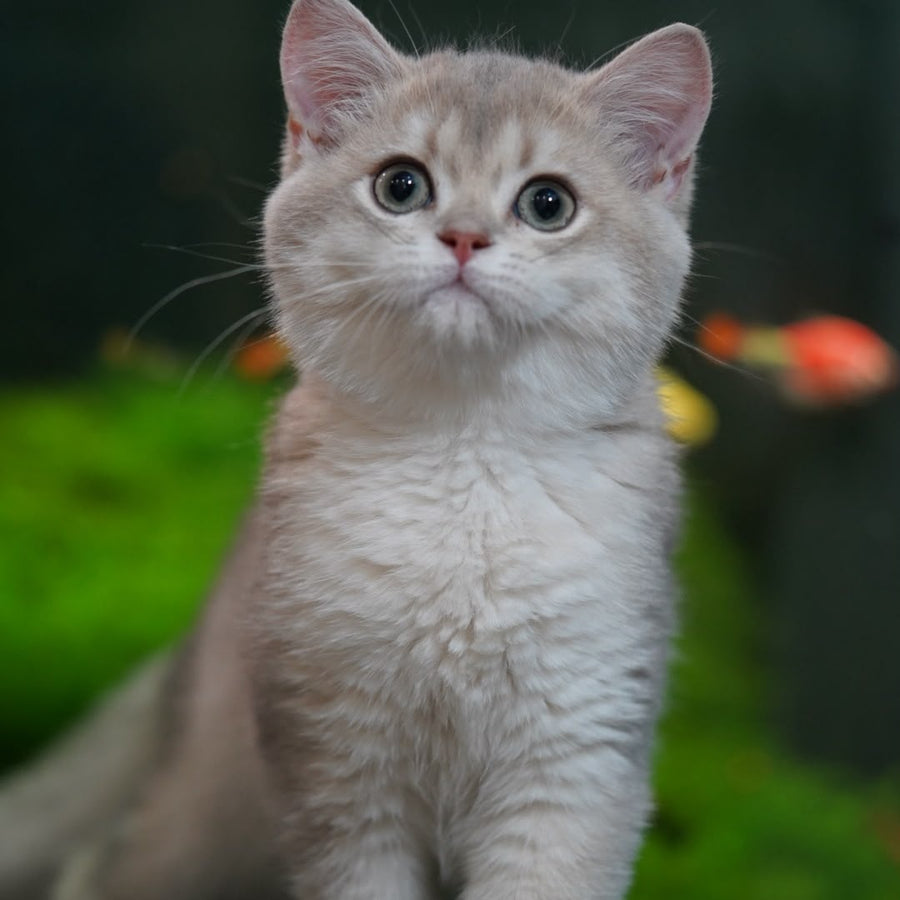 Diana British Shorthair female, blue golden shaded