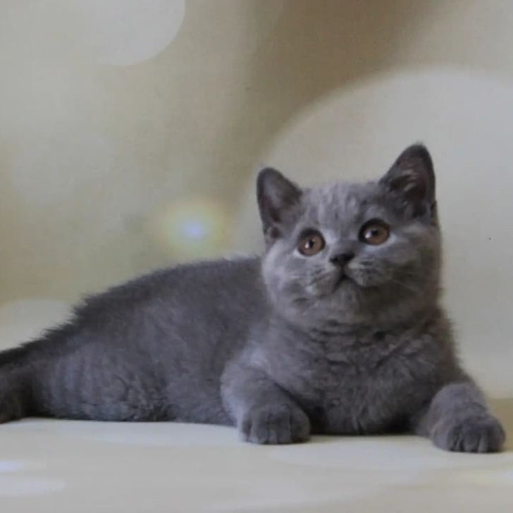 Zeya British Shorthair female, blue