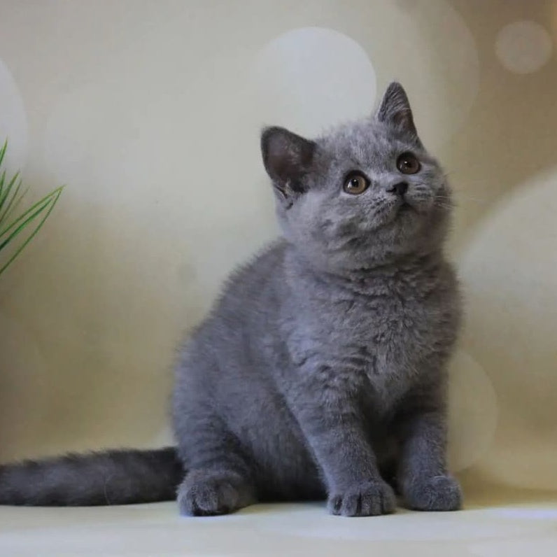 Zeya British Shorthair female, blue
