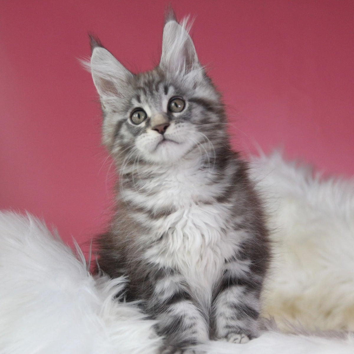 Larchik Maine Coon male, blue silver tabby