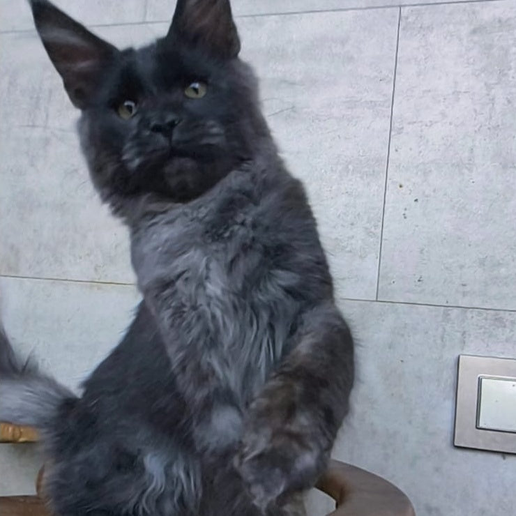 Platon Maine Coon male, black silver