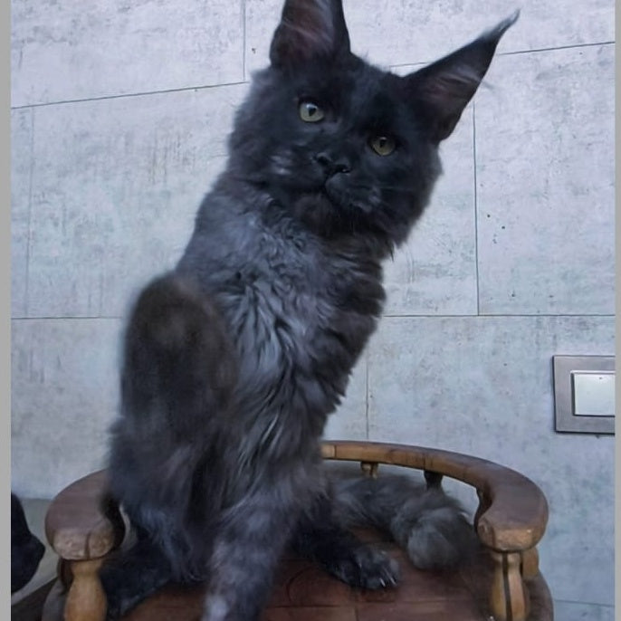 Platon Maine Coon male, black silver