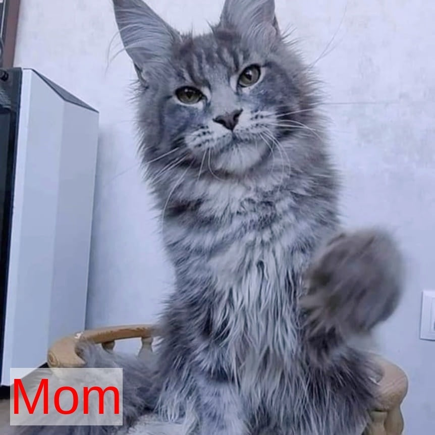 Paladin Maine Coon male, black