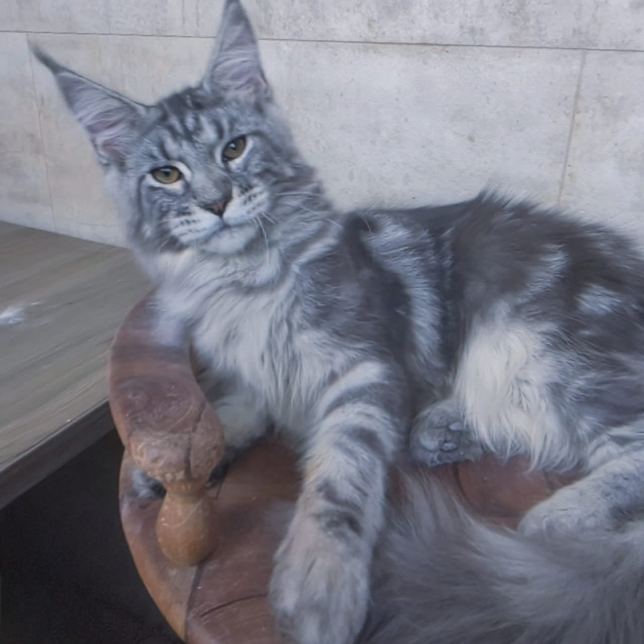 Pascal Maine Coon male, blue silver tabby