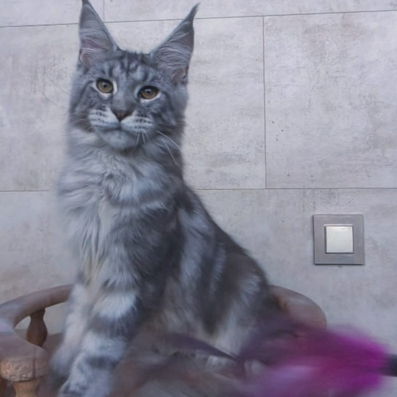 Pascal Maine Coon male, blue silver tabby