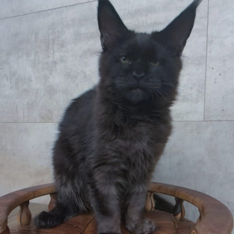 Paladin Maine Coon male, black