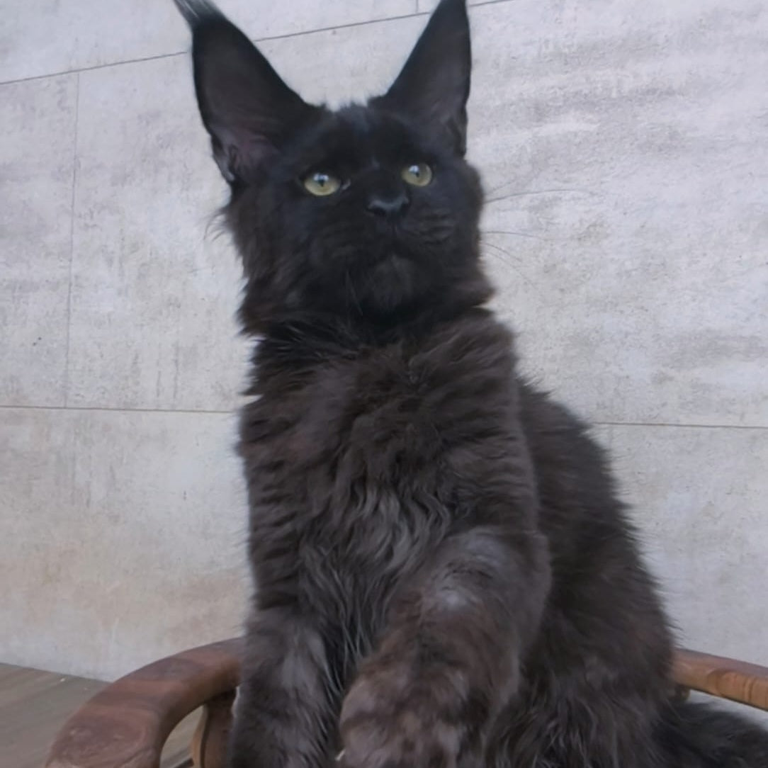 Paladin Maine Coon male, black