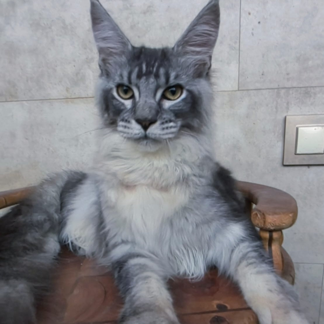 Pоlo Maine Coon male, blue silver ticked tabby