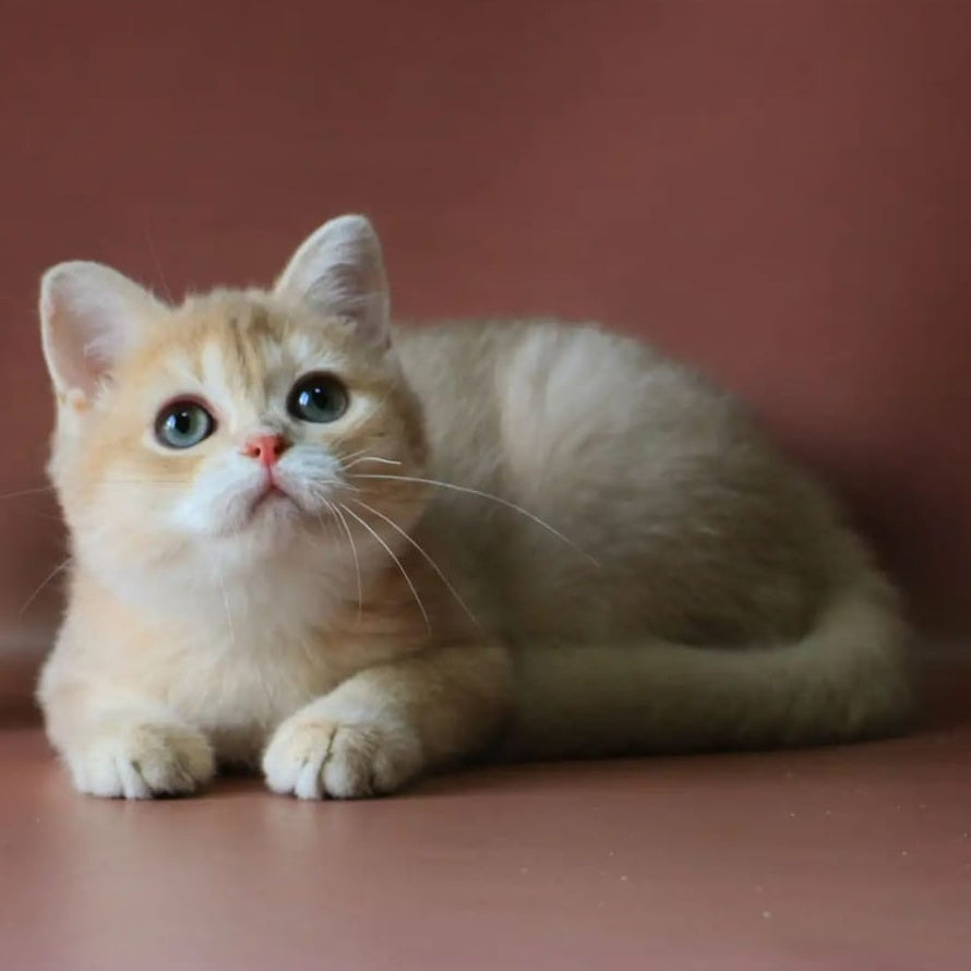 Joy British Shorthair male, lilac golden chinchilla