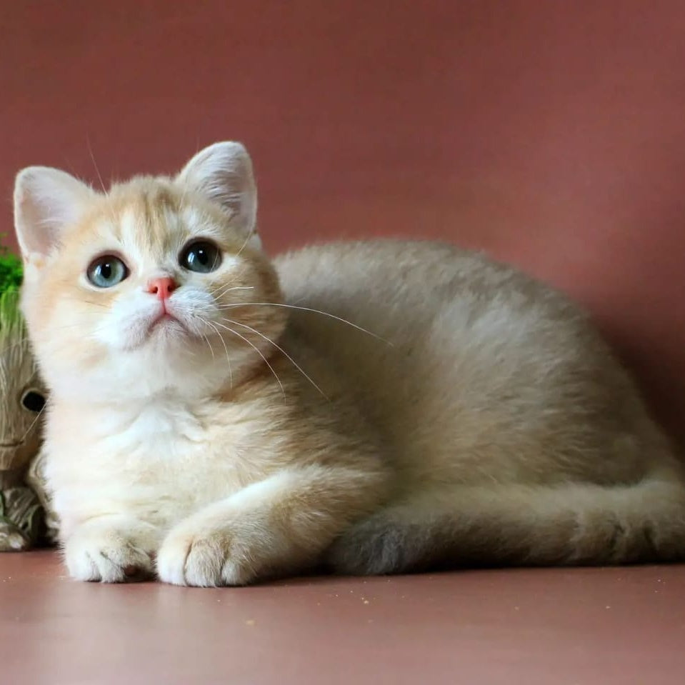 Joy British Shorthair male, lilac golden chinchilla