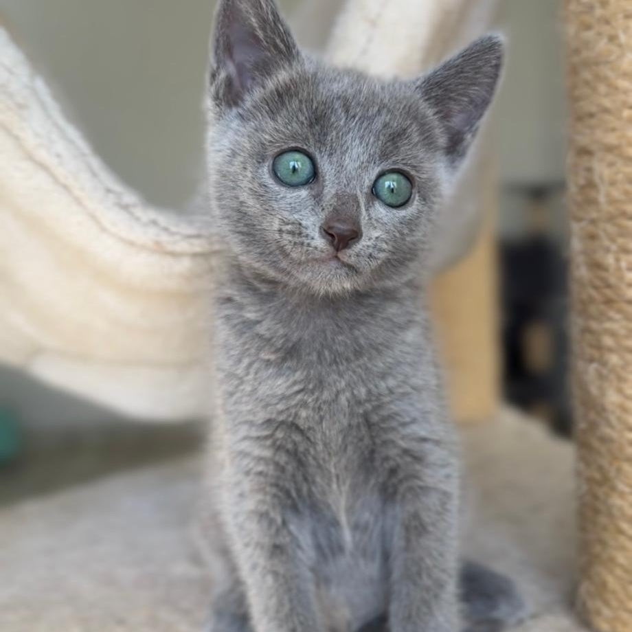 Beatrice Victory Grace Russian Blue female, blue