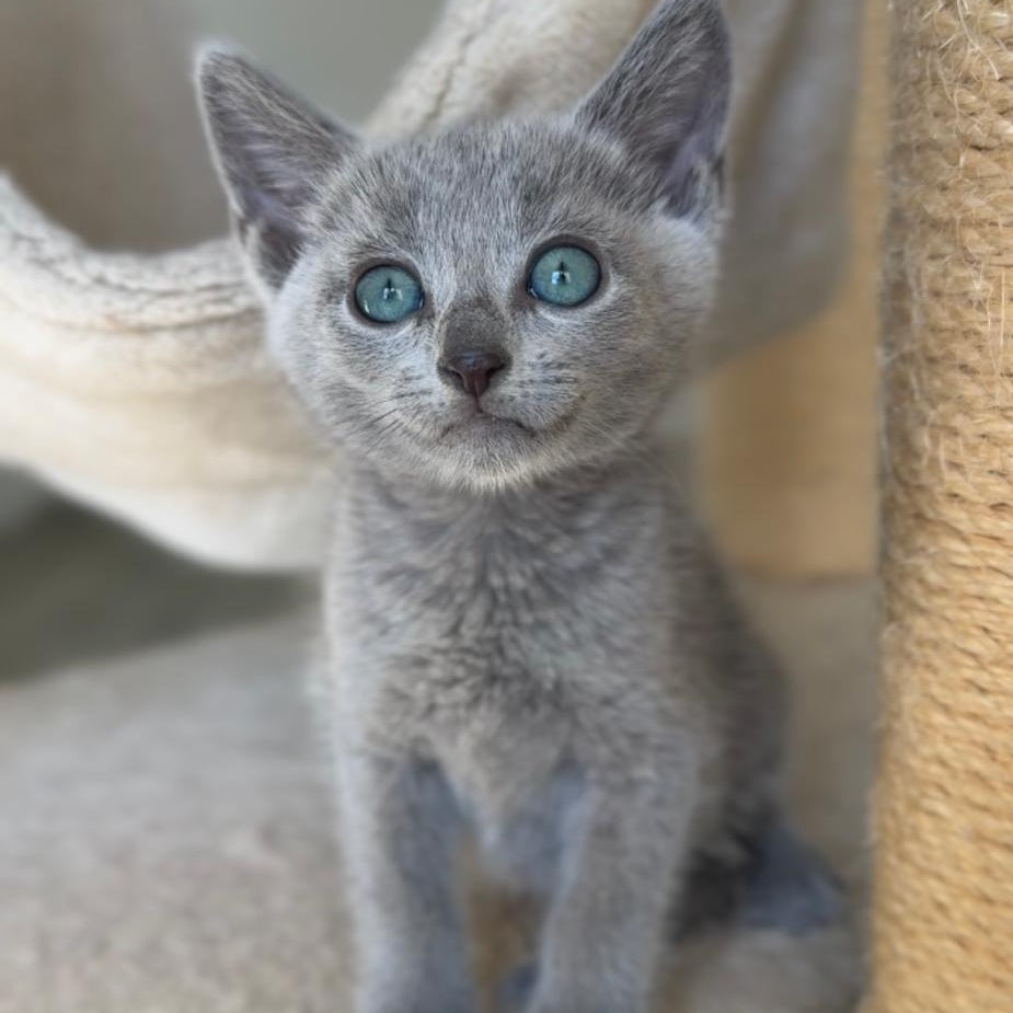 Beatrice Victory Grace Russian Blue female, blue