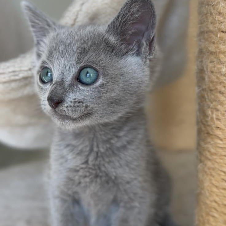Beatrice Victory Grace Russian Blue female, blue