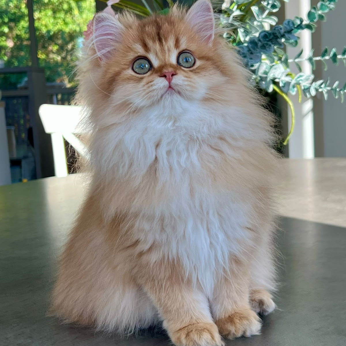 Vivian British Longhair female, black golden shaded