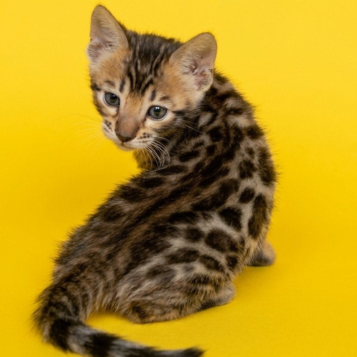 Bohemia Bengal female, black spotted tabby