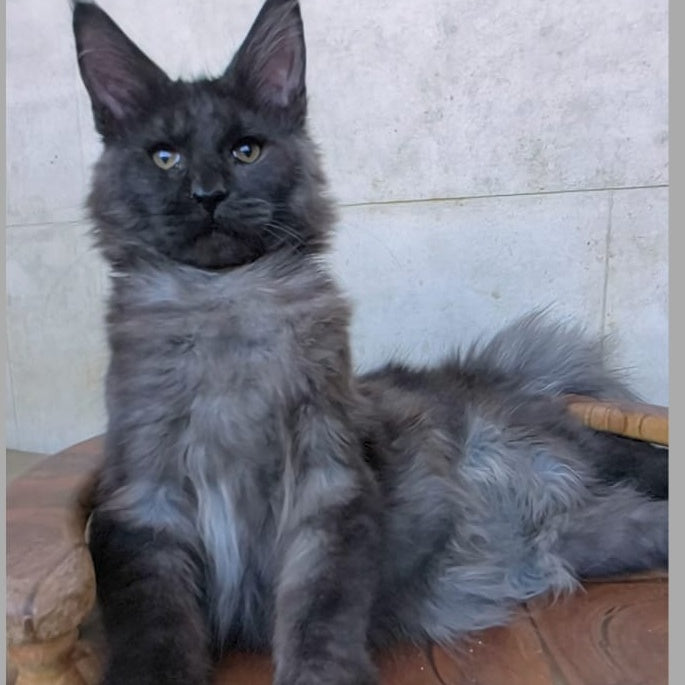 Perfect Sun Maine Coon male, black silver
