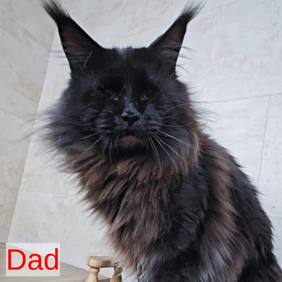 Perfect Sun Maine Coon male, black silver