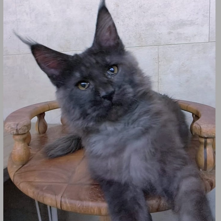 Perfect Sun Maine Coon male, black silver