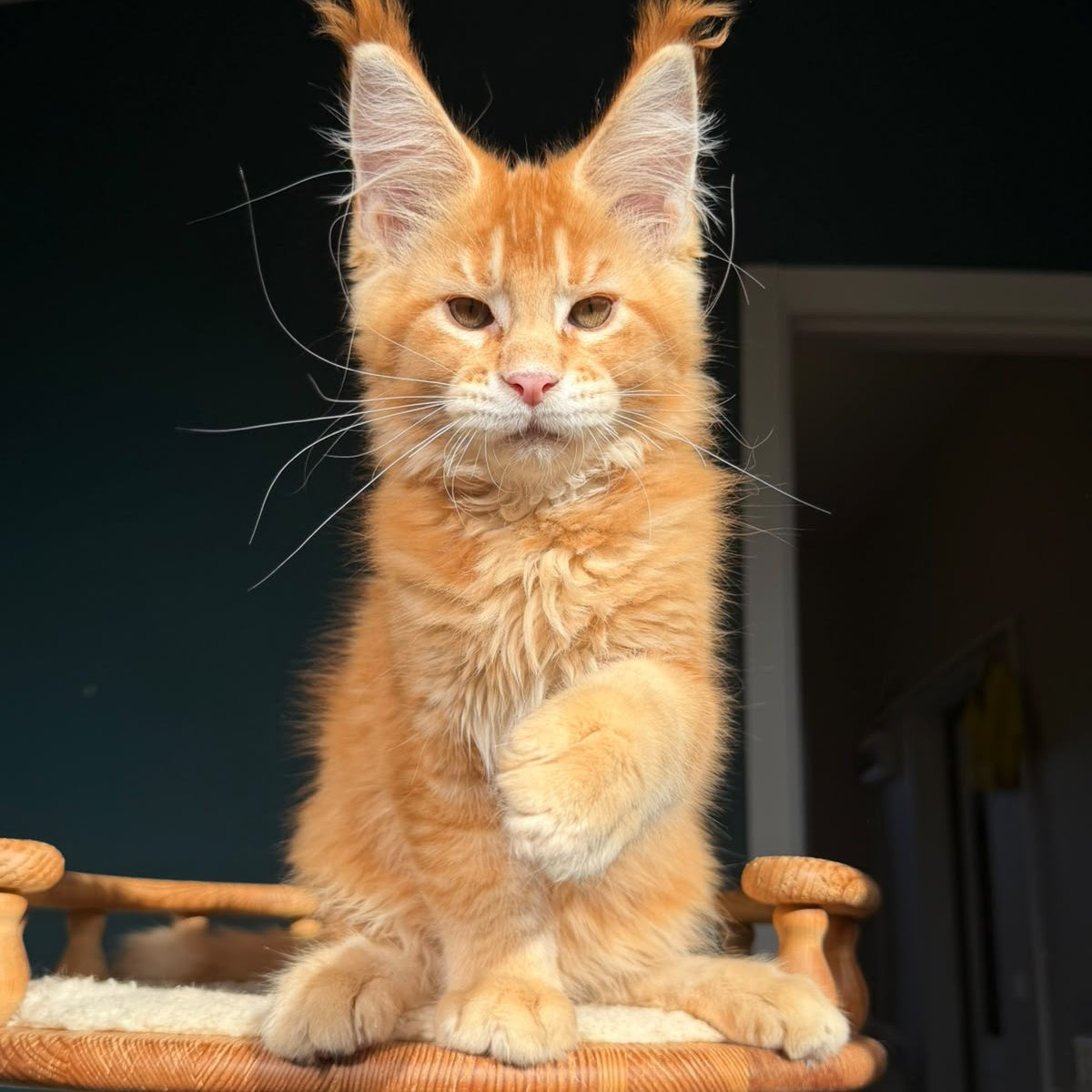 Xanter Maine Coon male, red ticked tabby