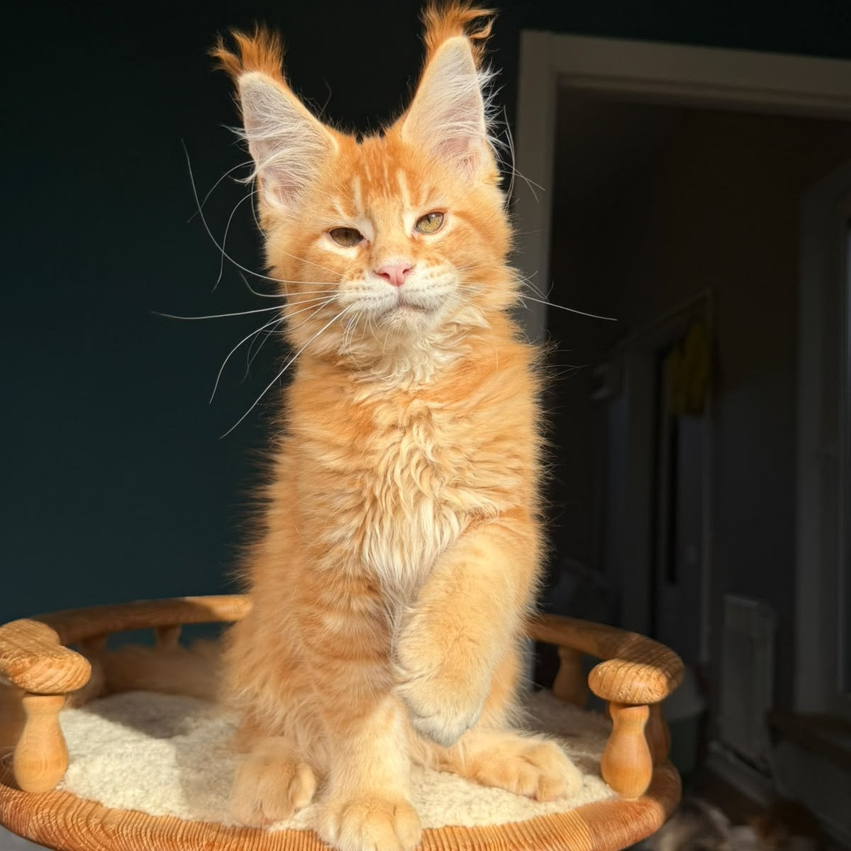 Xanter Maine Coon male, red ticked tabby