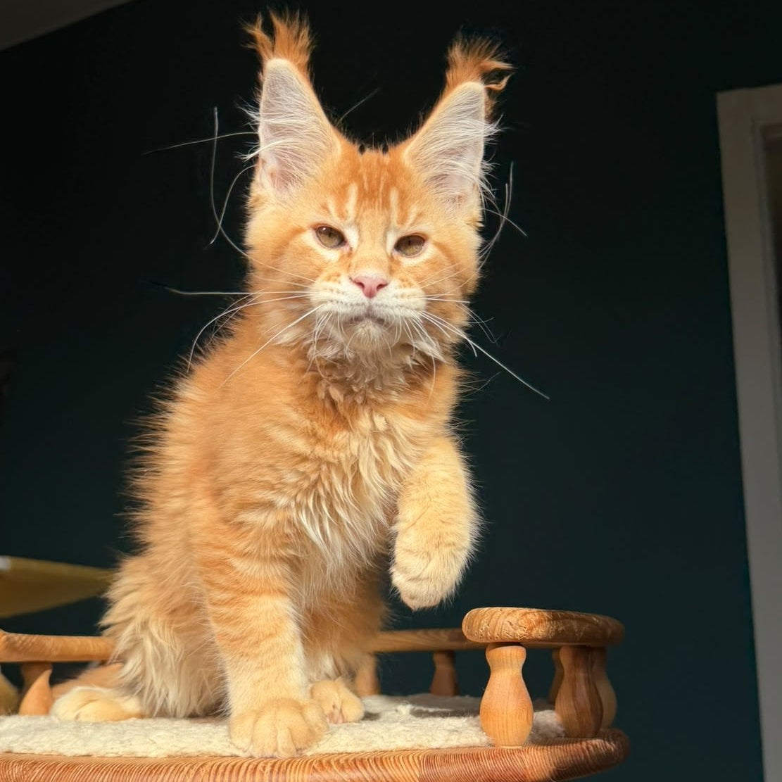 Xanter Maine Coon male, red ticked tabby