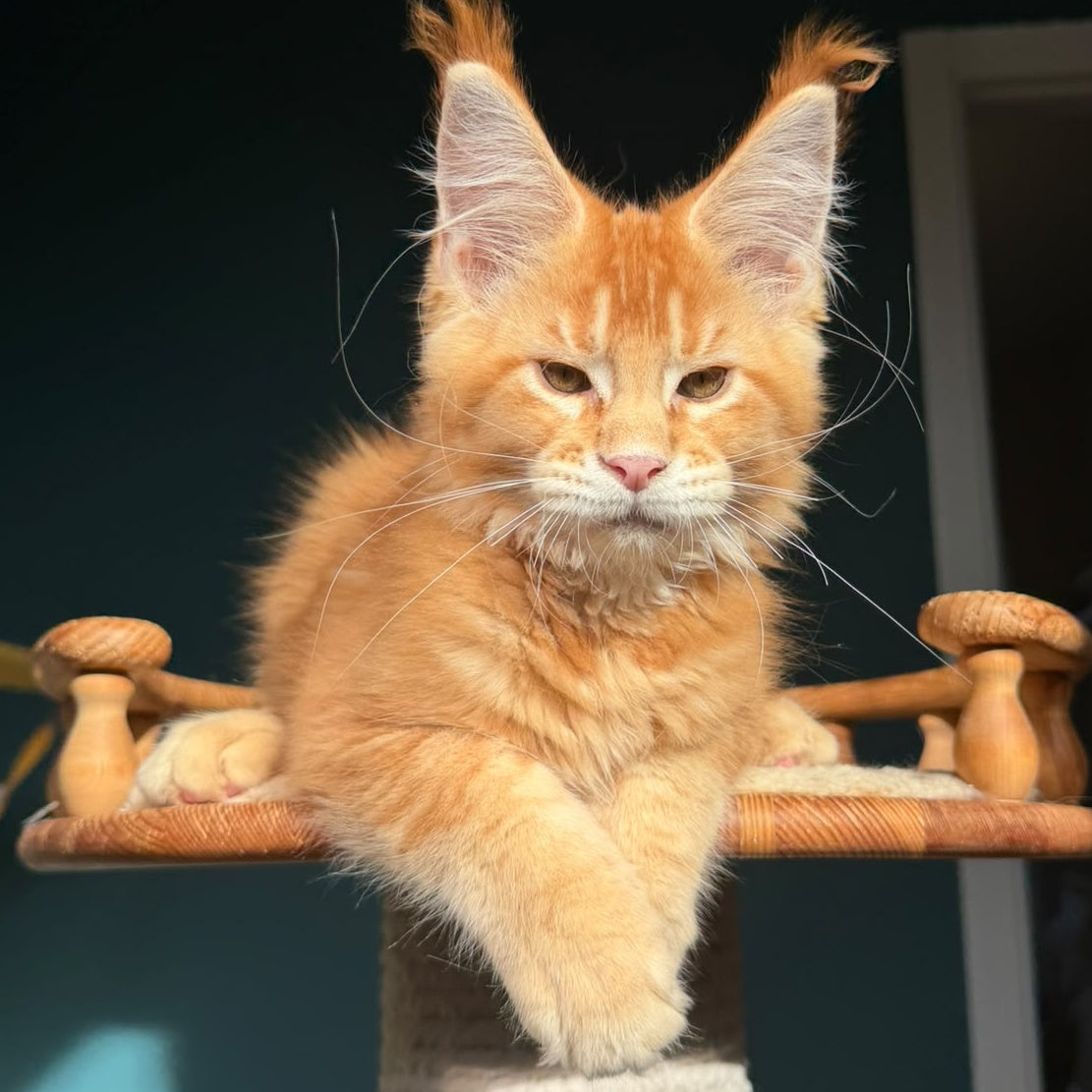 Xanter Maine Coon male, red ticked tabby