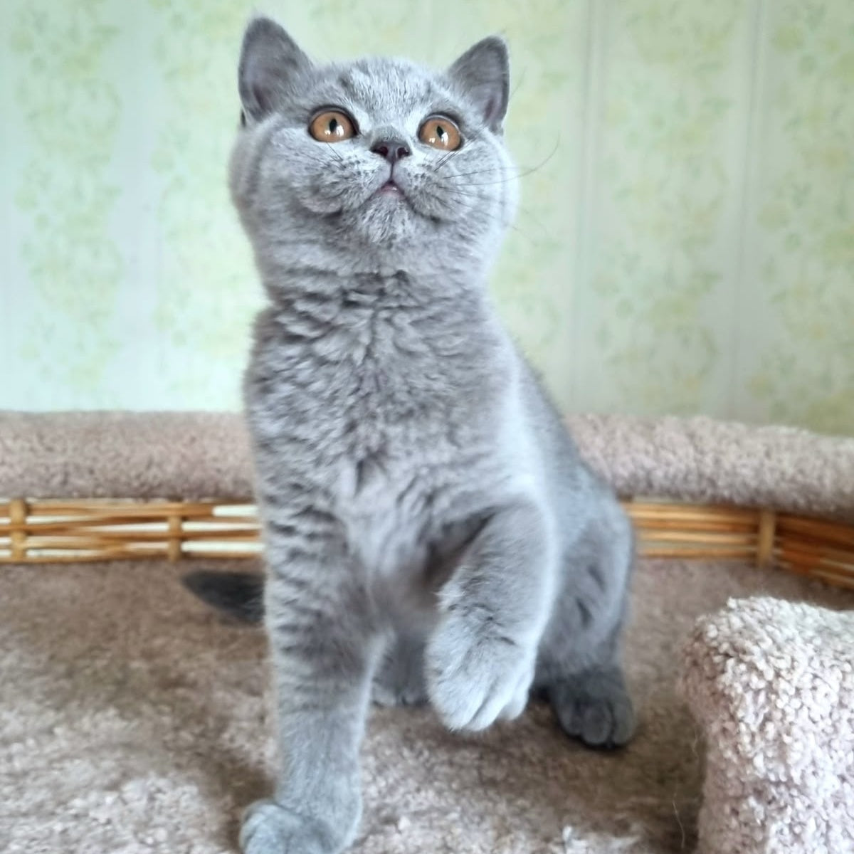 Tori British Shorthair female, blue
