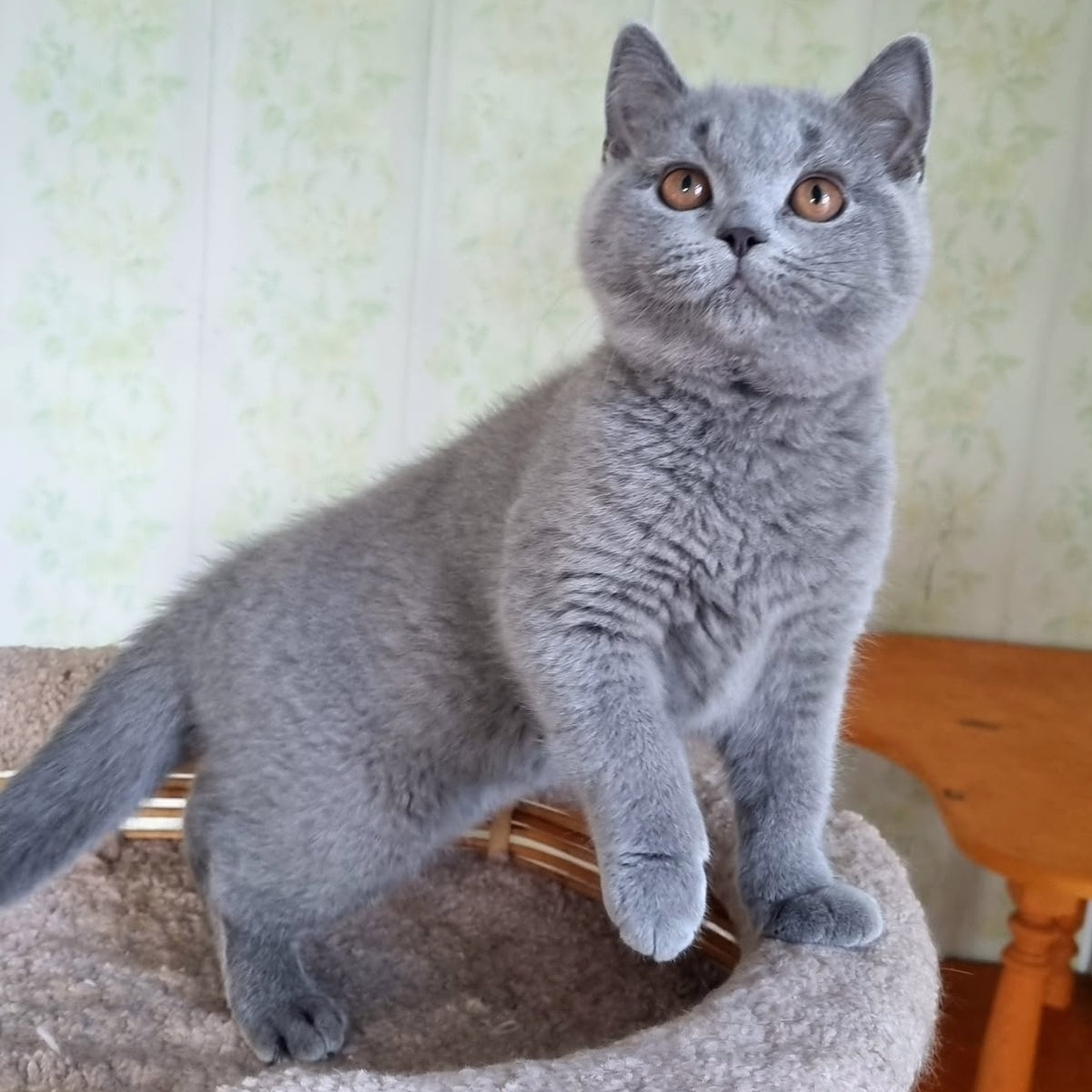 Tifani British Shorthair female, blue