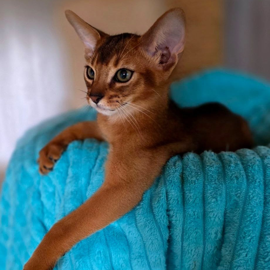 Zeus Abyssinian male, ruddy