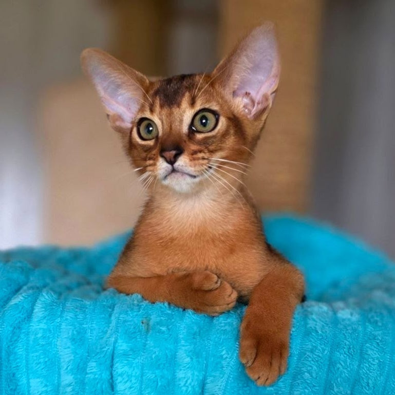 Zeus Abyssinian male, ruddy