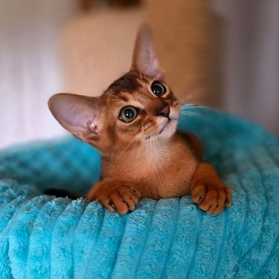 Zeus Abyssinian male, ruddy