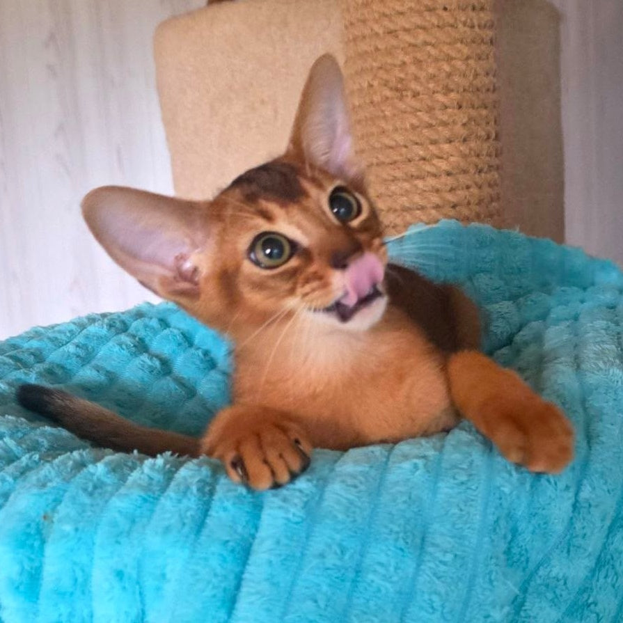 Zeus Abyssinian male, ruddy