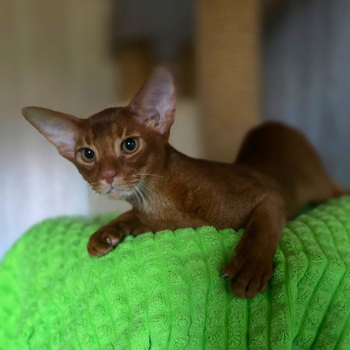 Alex Abyssinian male, sorrel