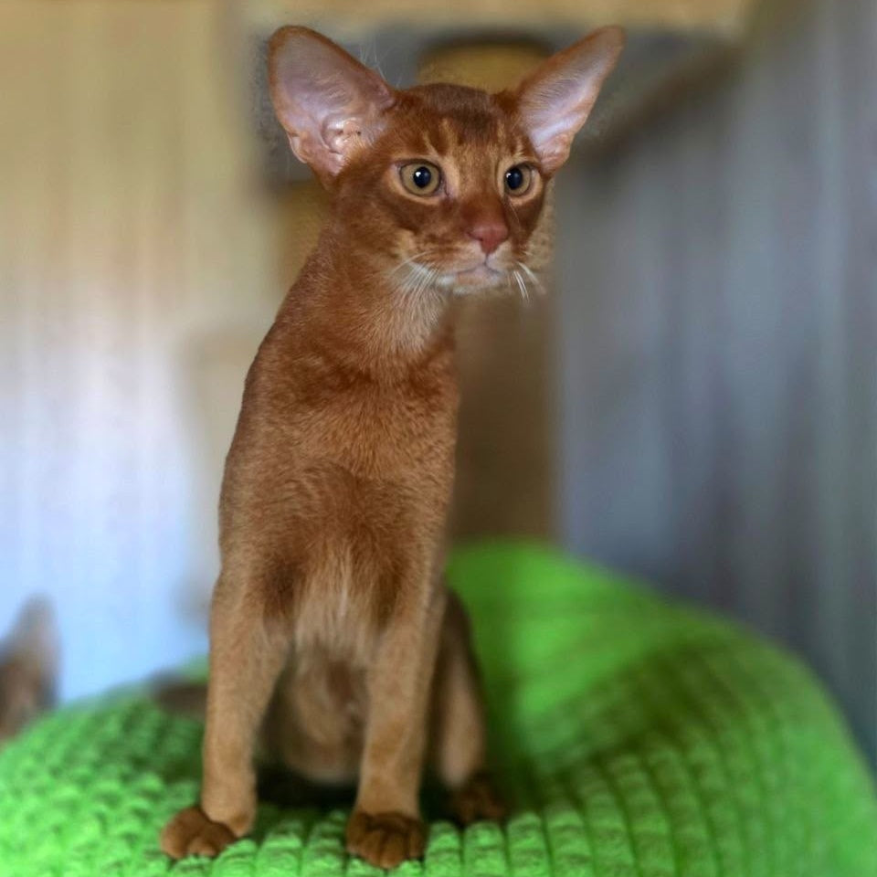 Alex Abyssinian male, sorrel