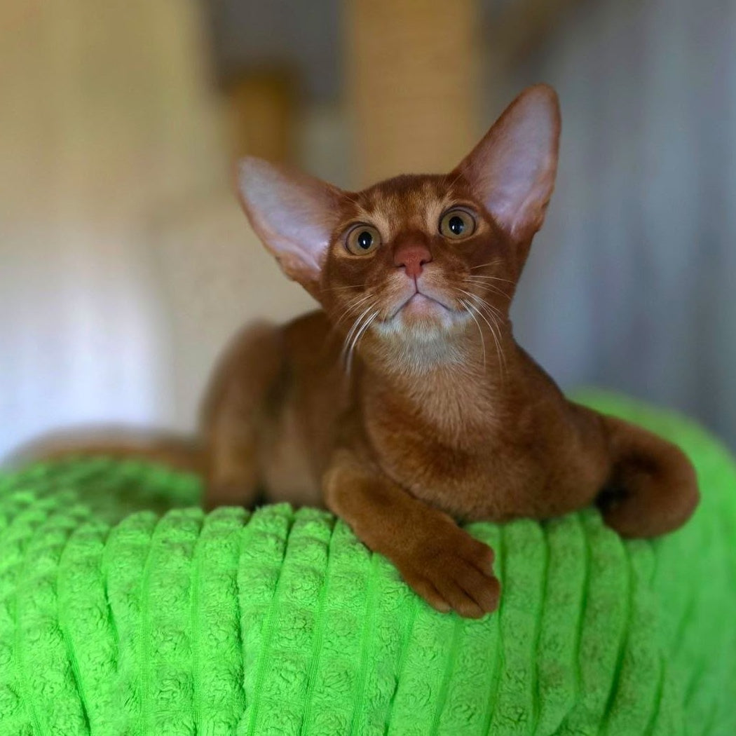 Alex Abyssinian male, sorrel
