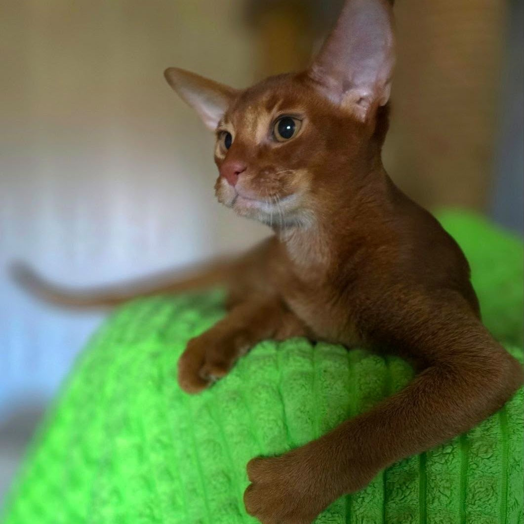 Alex Abyssinian male, sorrel